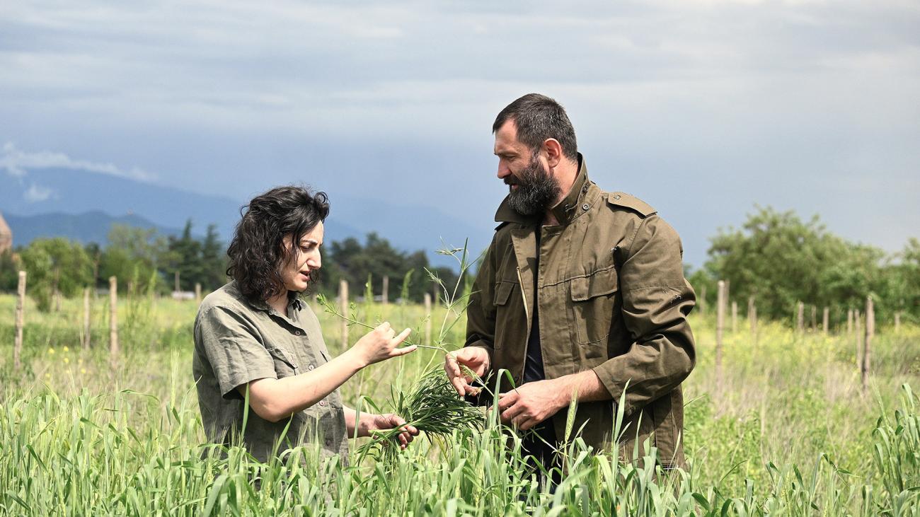 Two persons harvesting crops