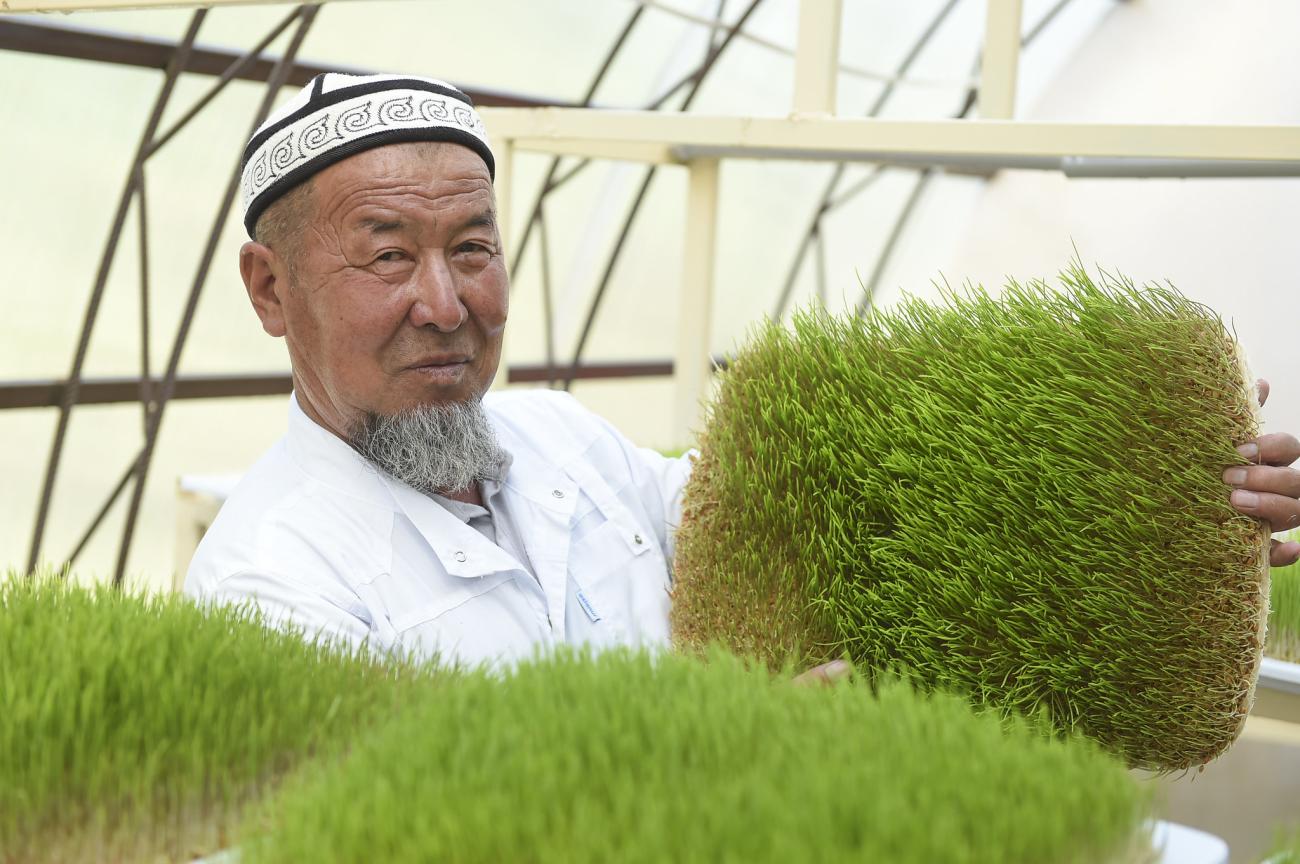 Фермер держит в руках выращенный им корм