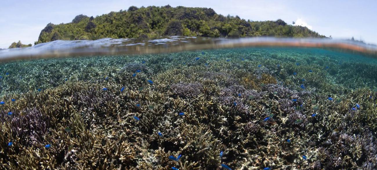 Le traité sur la biodiversité marine contribuera à protéger les océans.