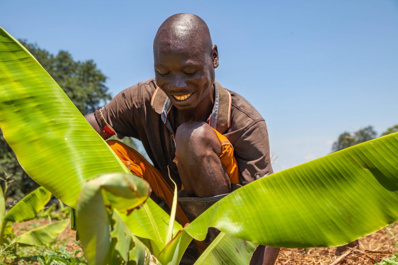 A farmer in Zambia plants banana suckers.