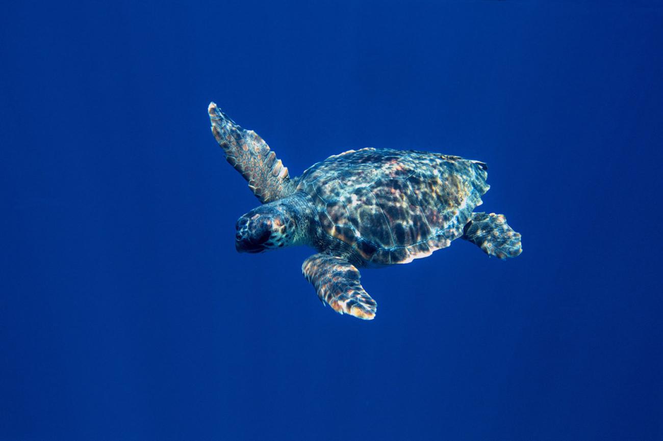 A turtle swimming in the ocean.