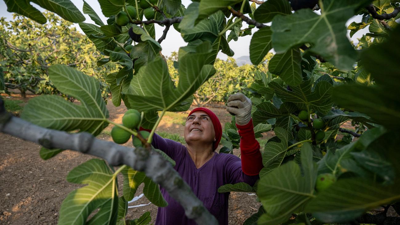 Женщина в перчатках собирает инжир с дерева.