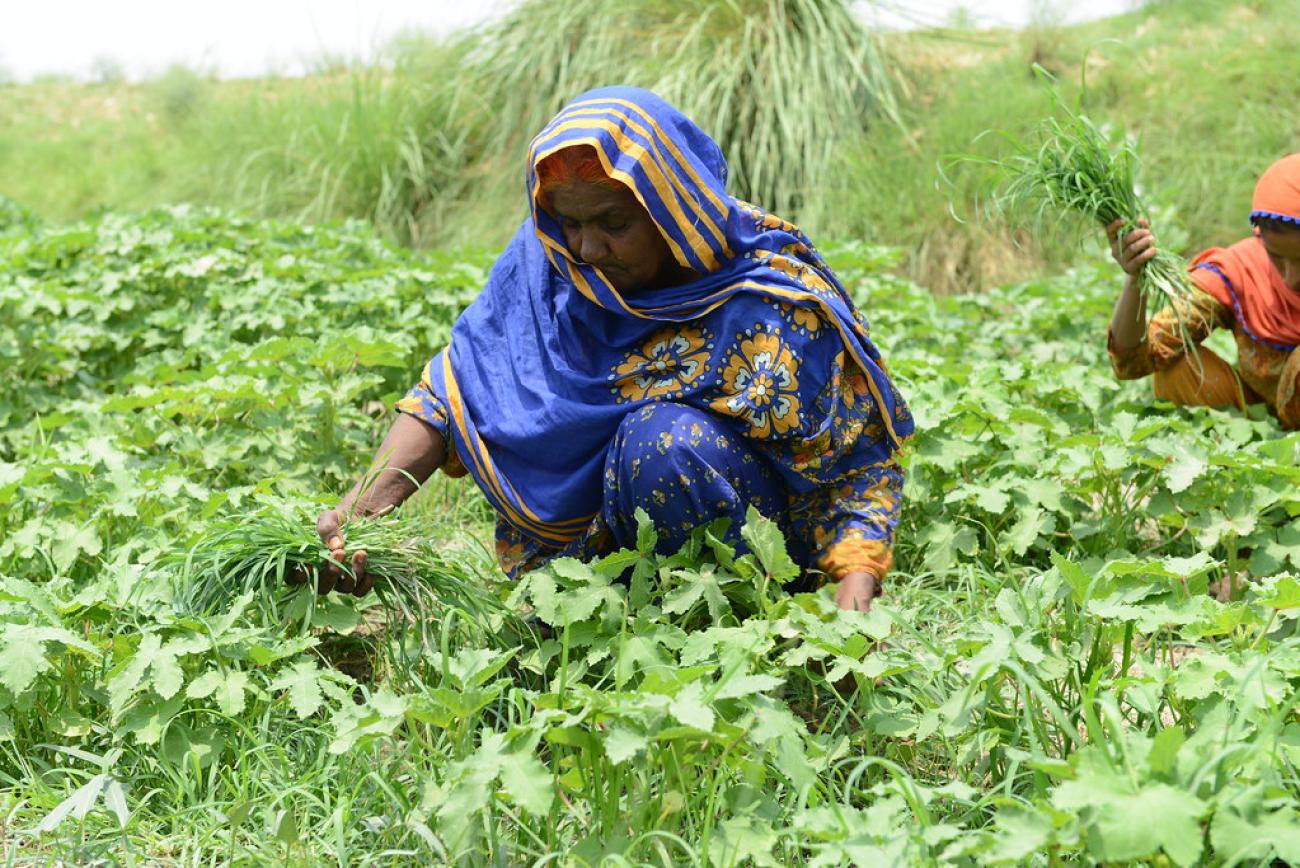 A woman works in a field in Pakistan.