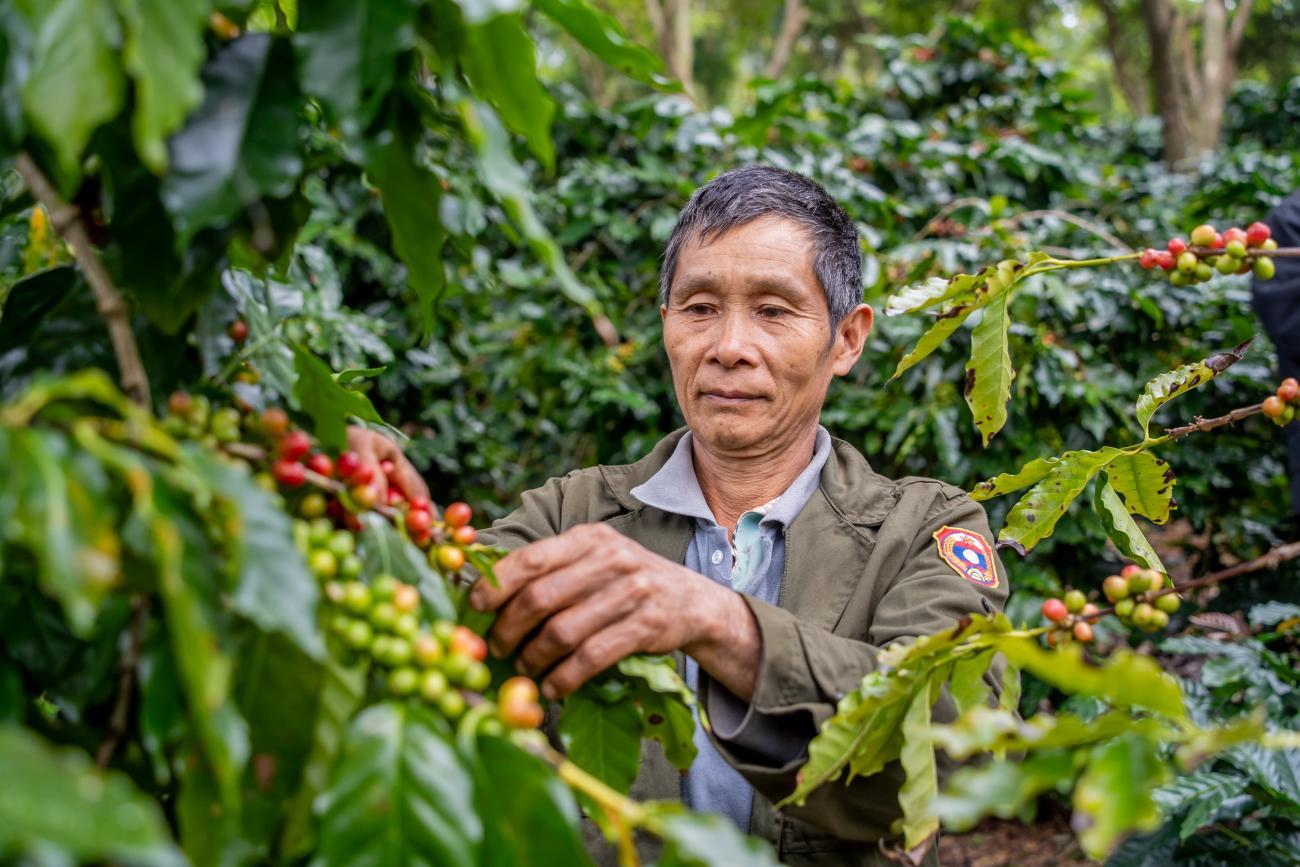 A man in Lao PDR picking ripe coffee cherries.