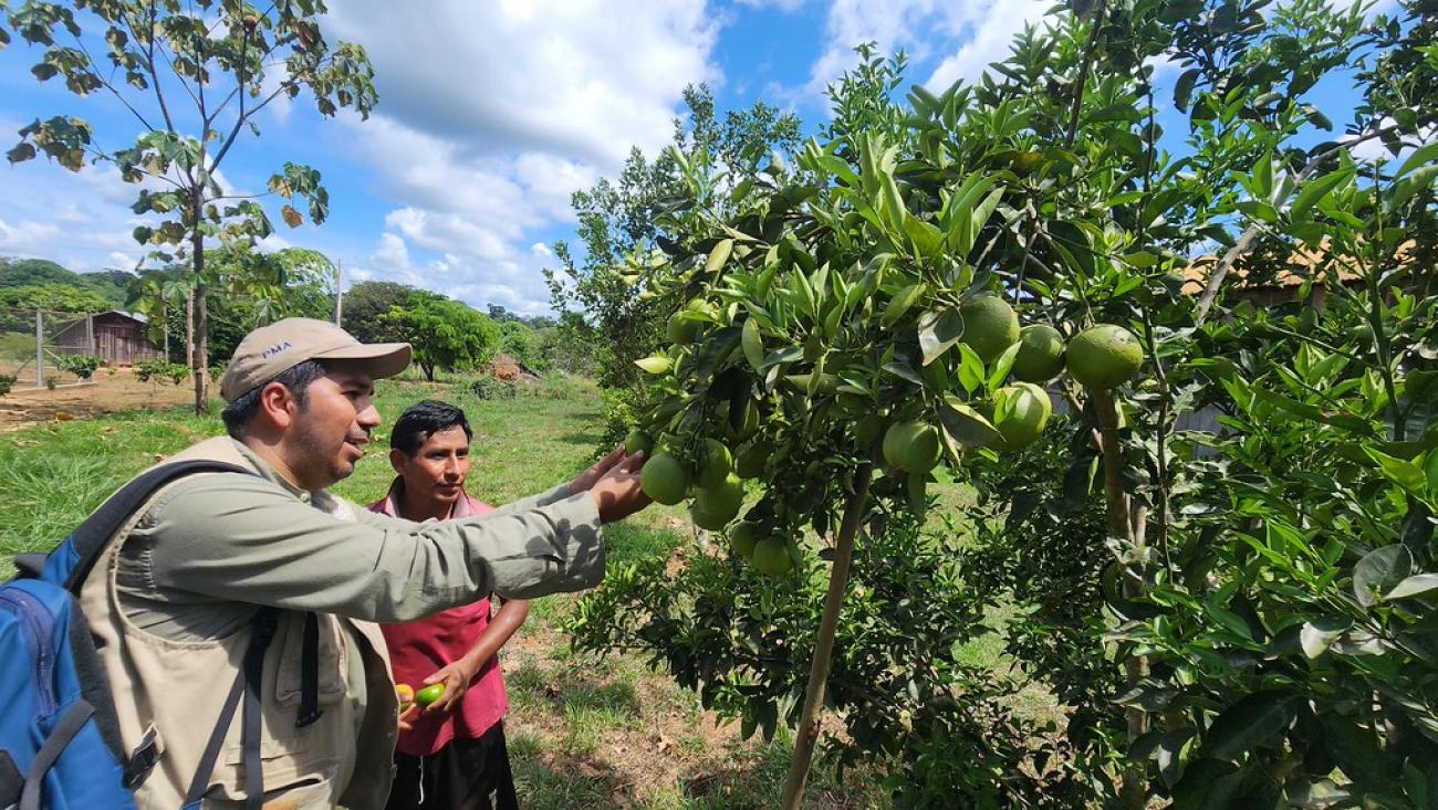 A man in the Bolivian Amazon shows a tree to a UN employee.