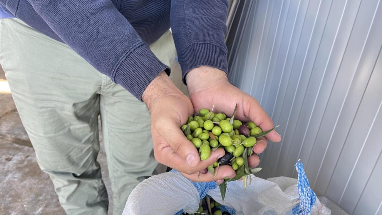 Hands holding olives.