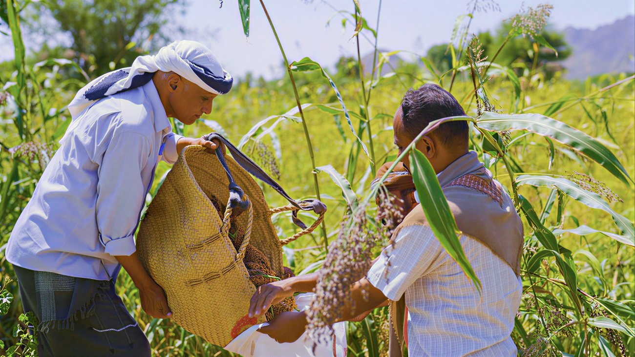 Two farmers harvest their crops in Yemen.