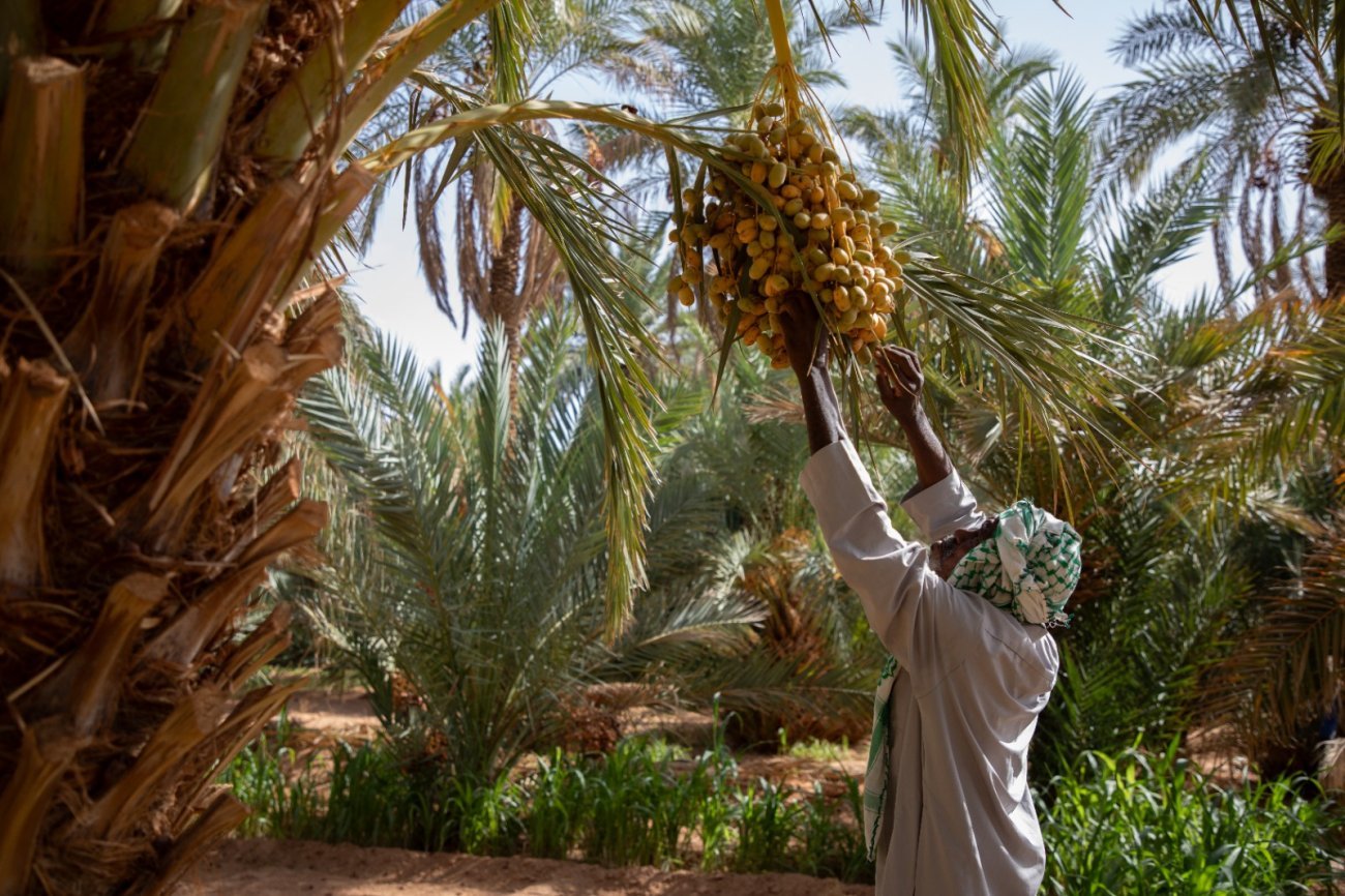 A farmer harvests dates from a palm tree.