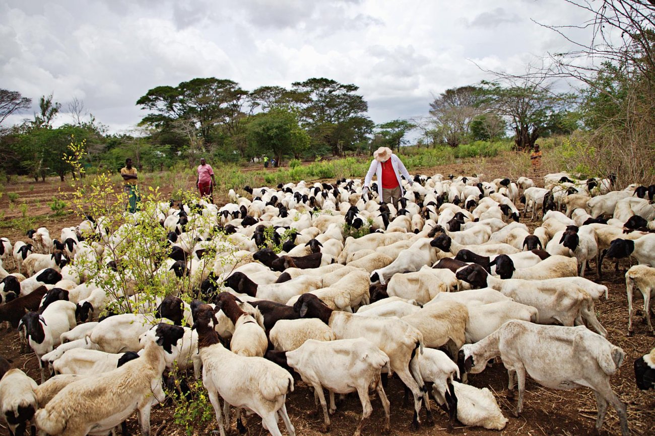 A pastoralist in Kenya manages his herd.