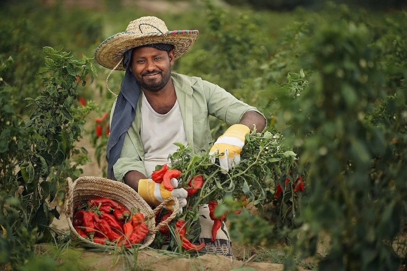 A farmer in Yemen.