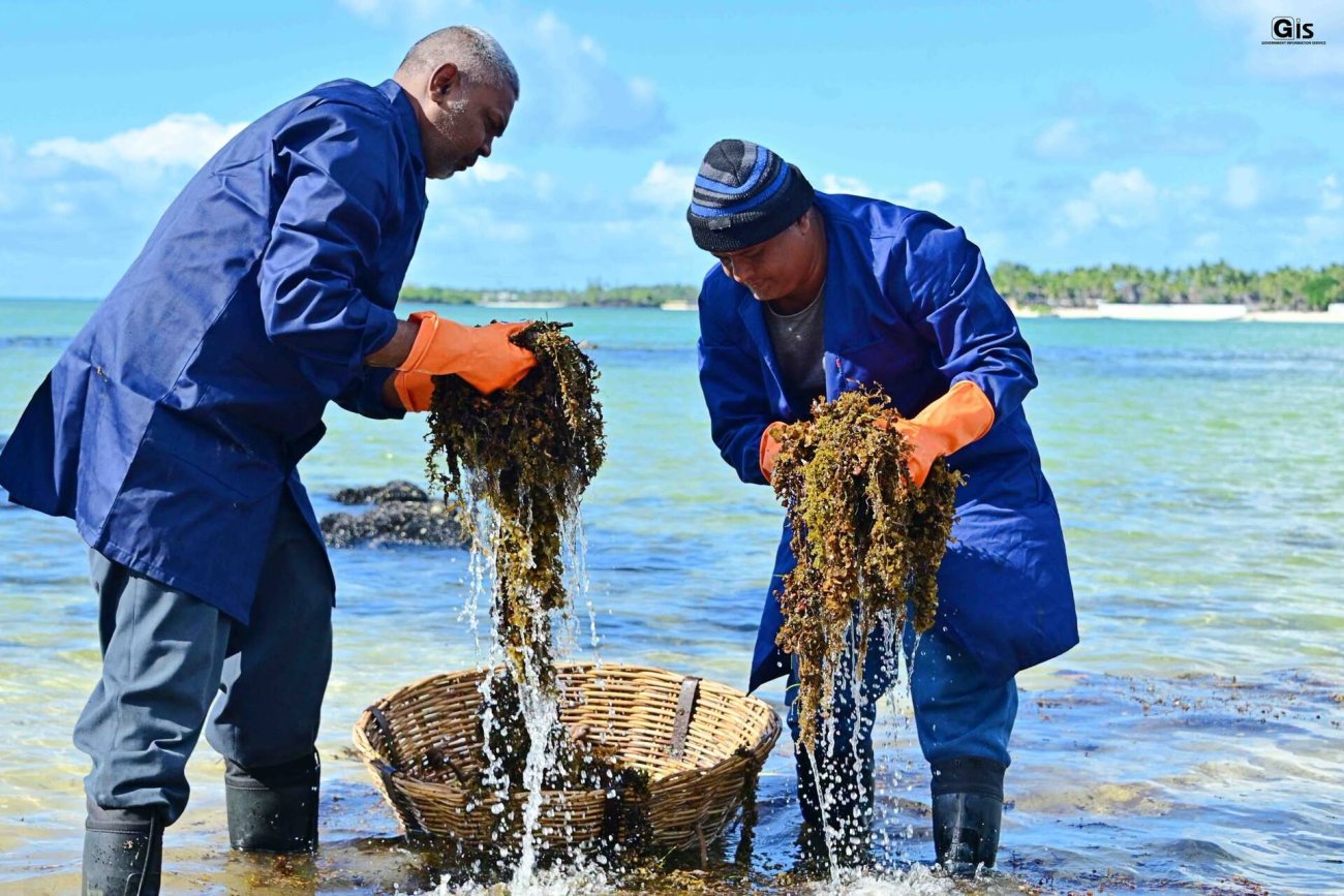 Two men collect seaweed in Mauritius.