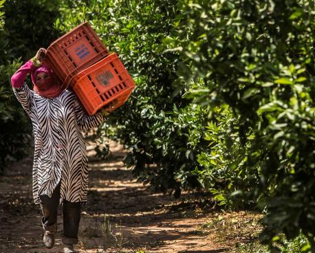 Женщина с пластиковыми коробками идет между рядами деревьев