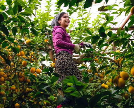 امرأة في طاجيكستان تقف وسط بستان ليمون.