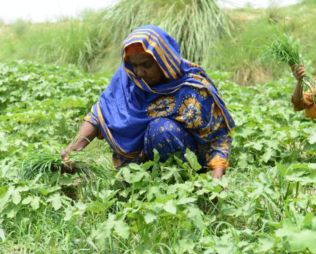 A woman works in a field in Pakistan.