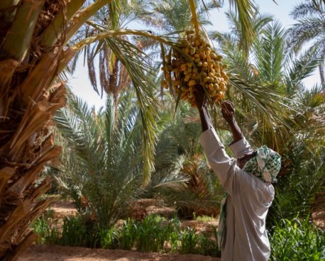 A farmer harvests dates from a palm tree.