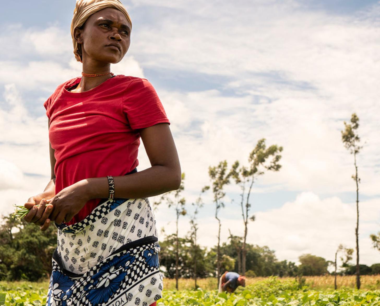 A woman harvests beans on a cooperative farm in Kenya.