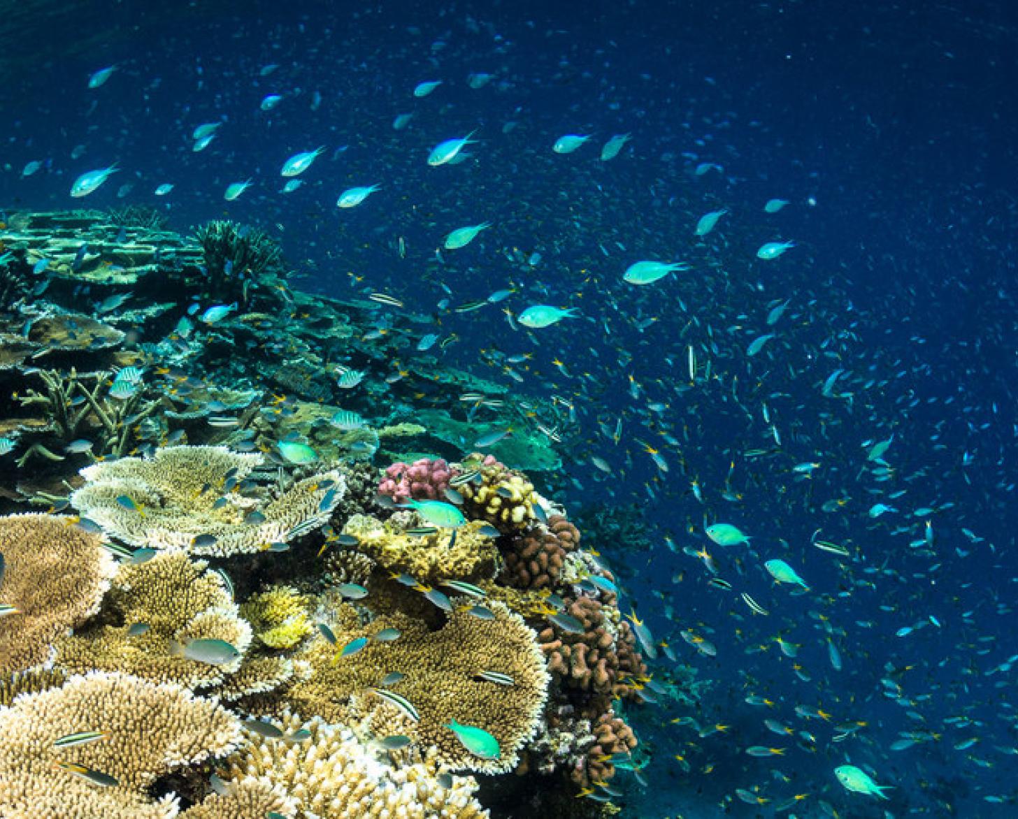 A close look at the Great Barrier Reef in Australia.