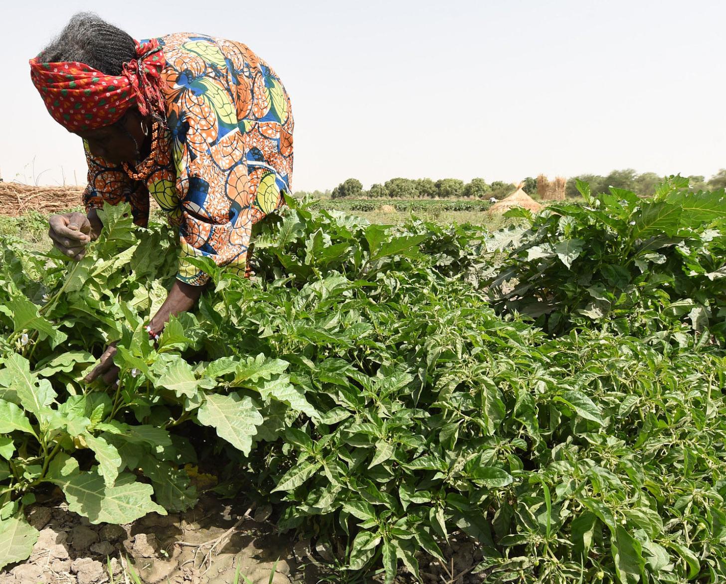 Une agricultrice travaille dans un champ de poivrons créé dans le cadre d'un projet agricole soutenu par la FAO.