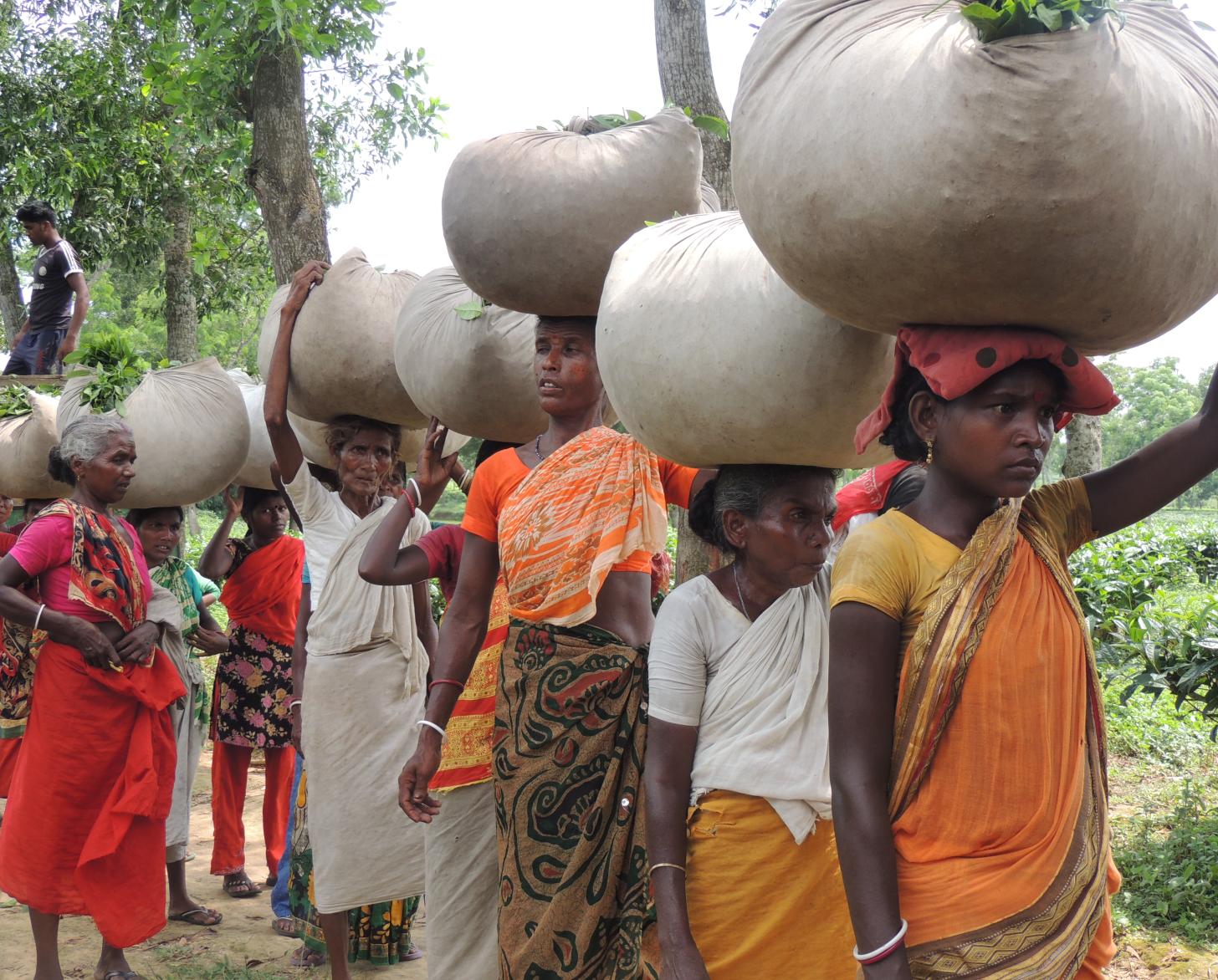 一行妇女和女孩头上顶着大袋的茶叶。