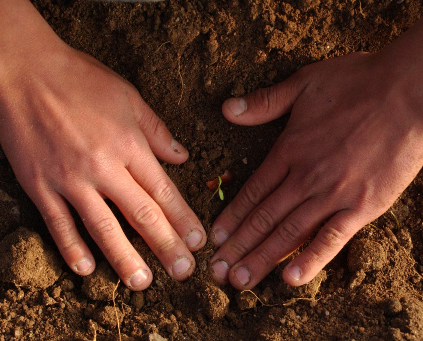 Two small hands placed side-by-side on soil as a little plant sprouts in between the hands. 