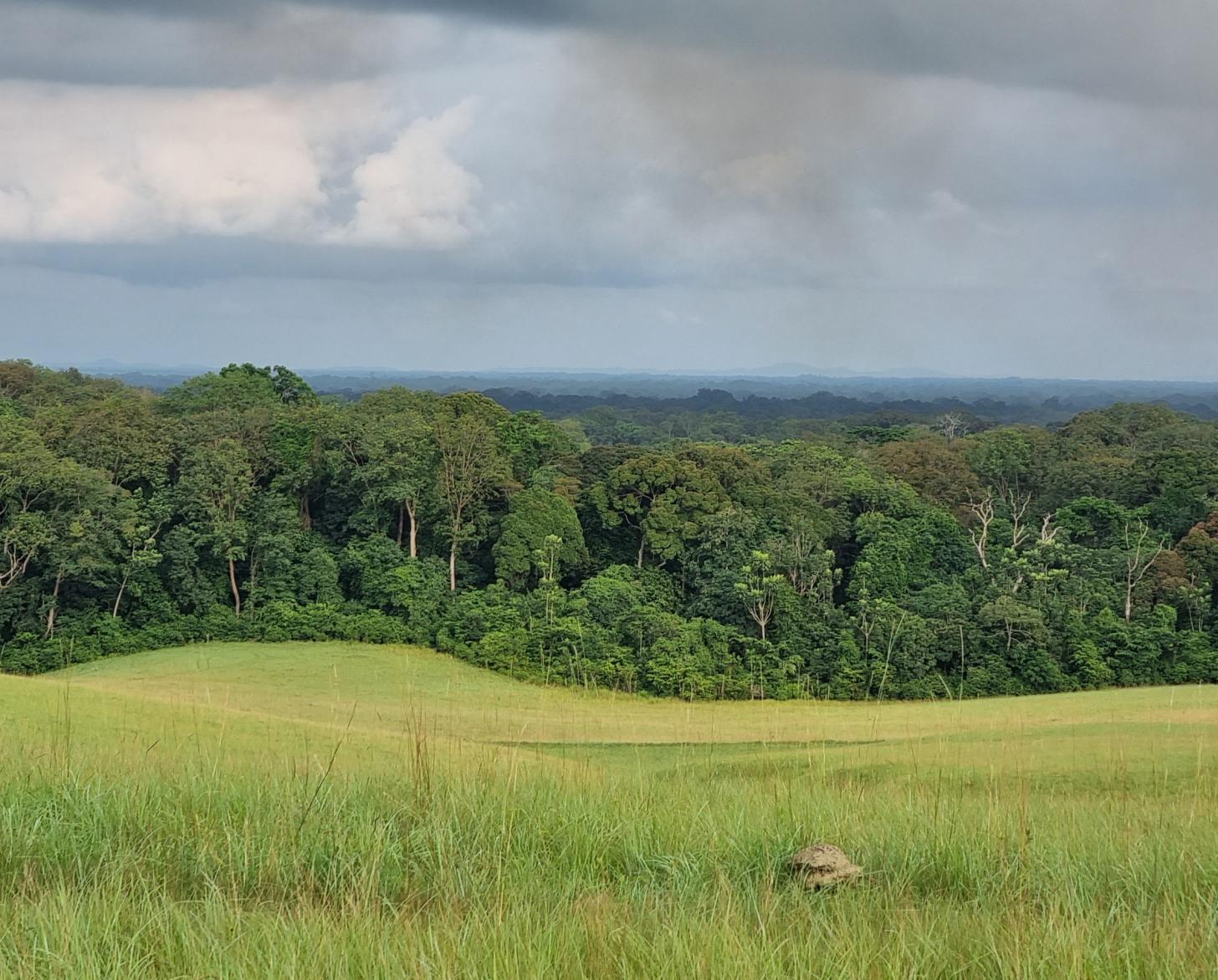 Forêt de Nyonié, située sur la côte de l'Estuaire, une province gabonaise. 