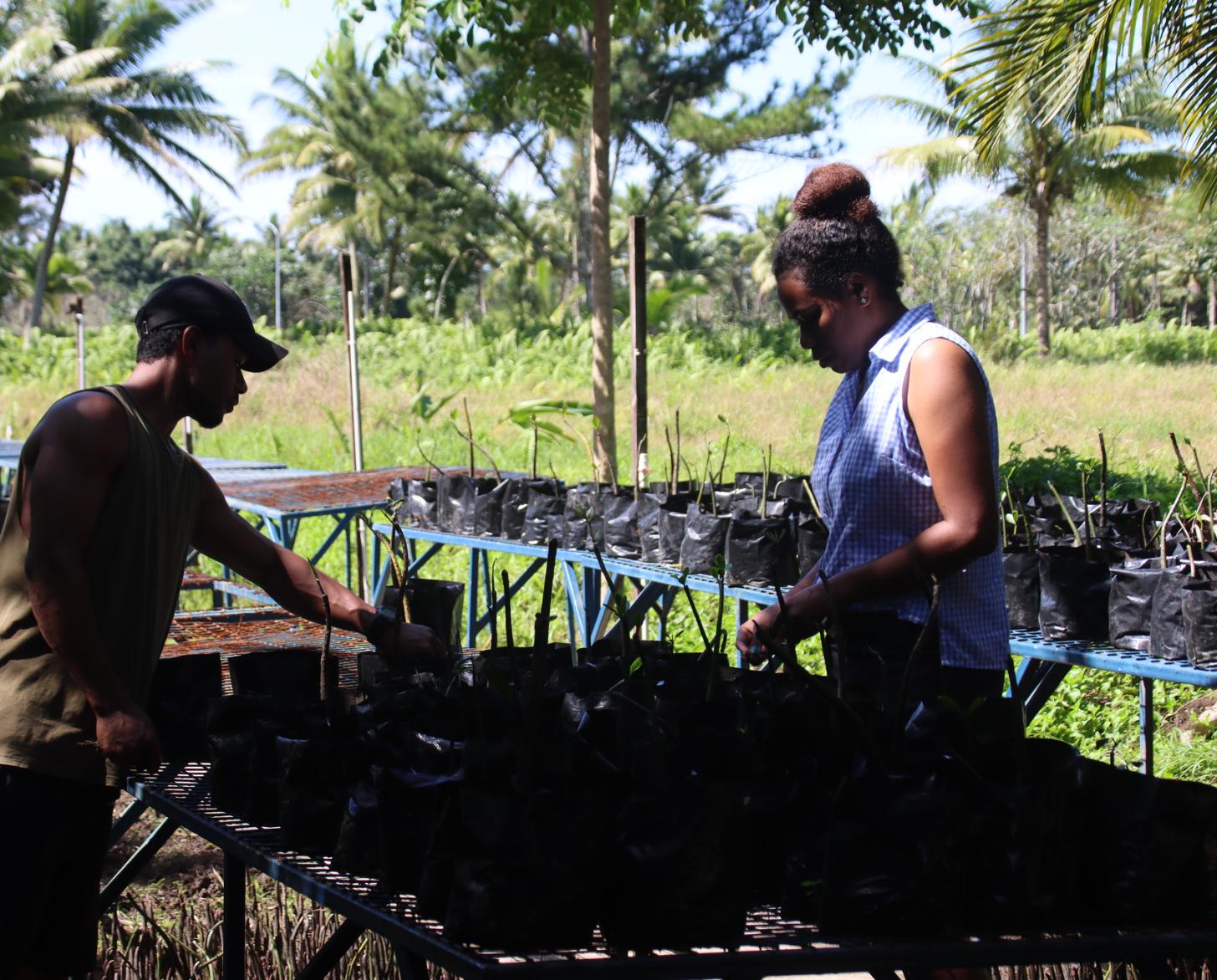 تعتني سينيميلي وأحد زملاؤها بنباتات المنغروف الصغيرة.
