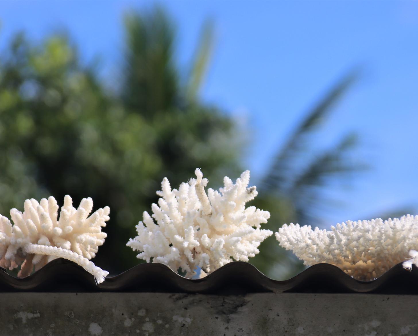 تجفيف الشعاب المرجانية التي ابيض لونها في فيجي.