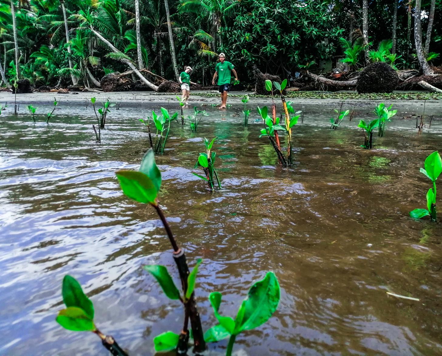 يزرع الشباب شجر المنغروف.