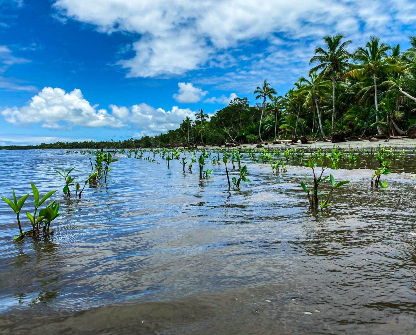 شتلات المنغروف في البحر.