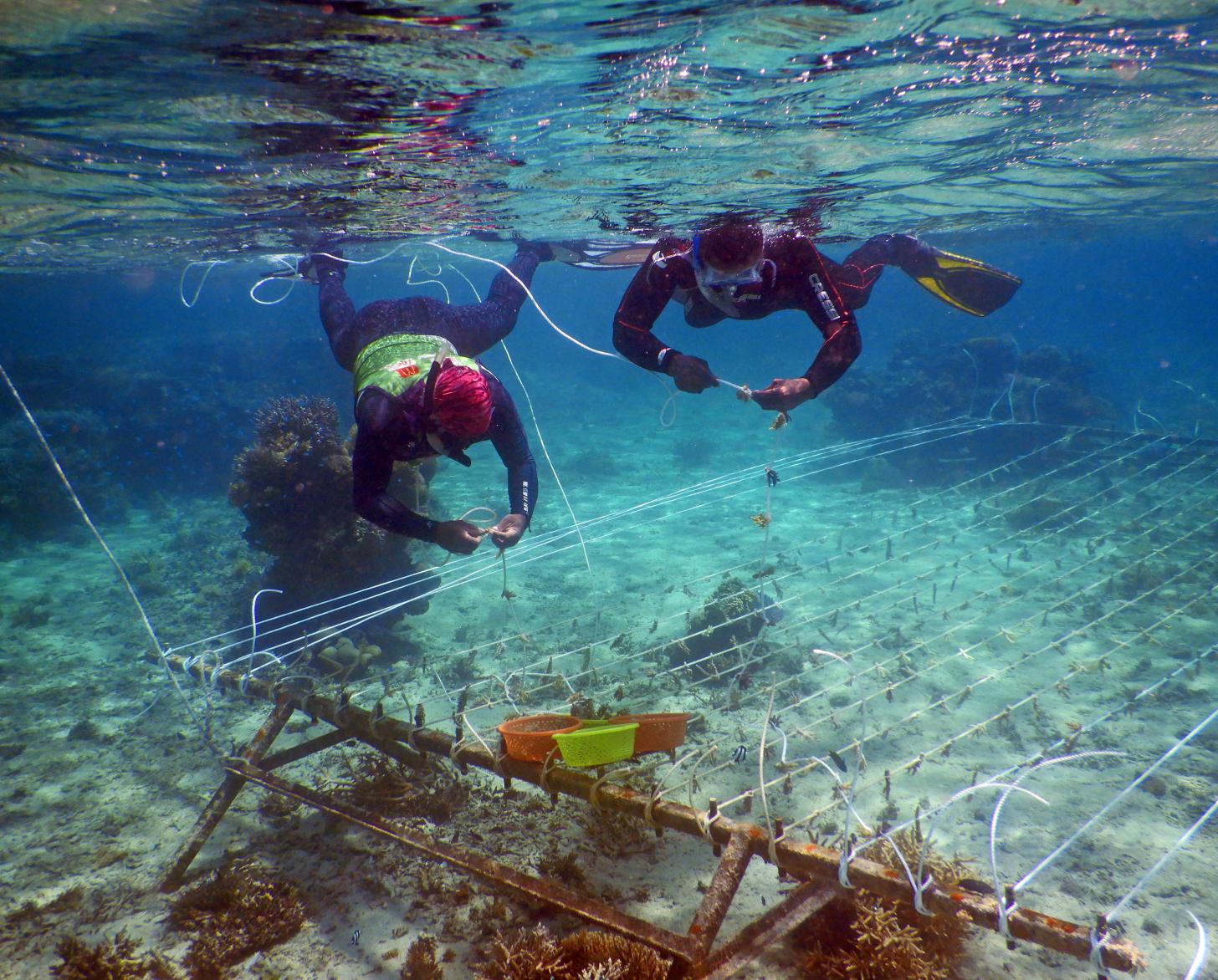 إصلاح حبال مشاتل شجر المنغروف.