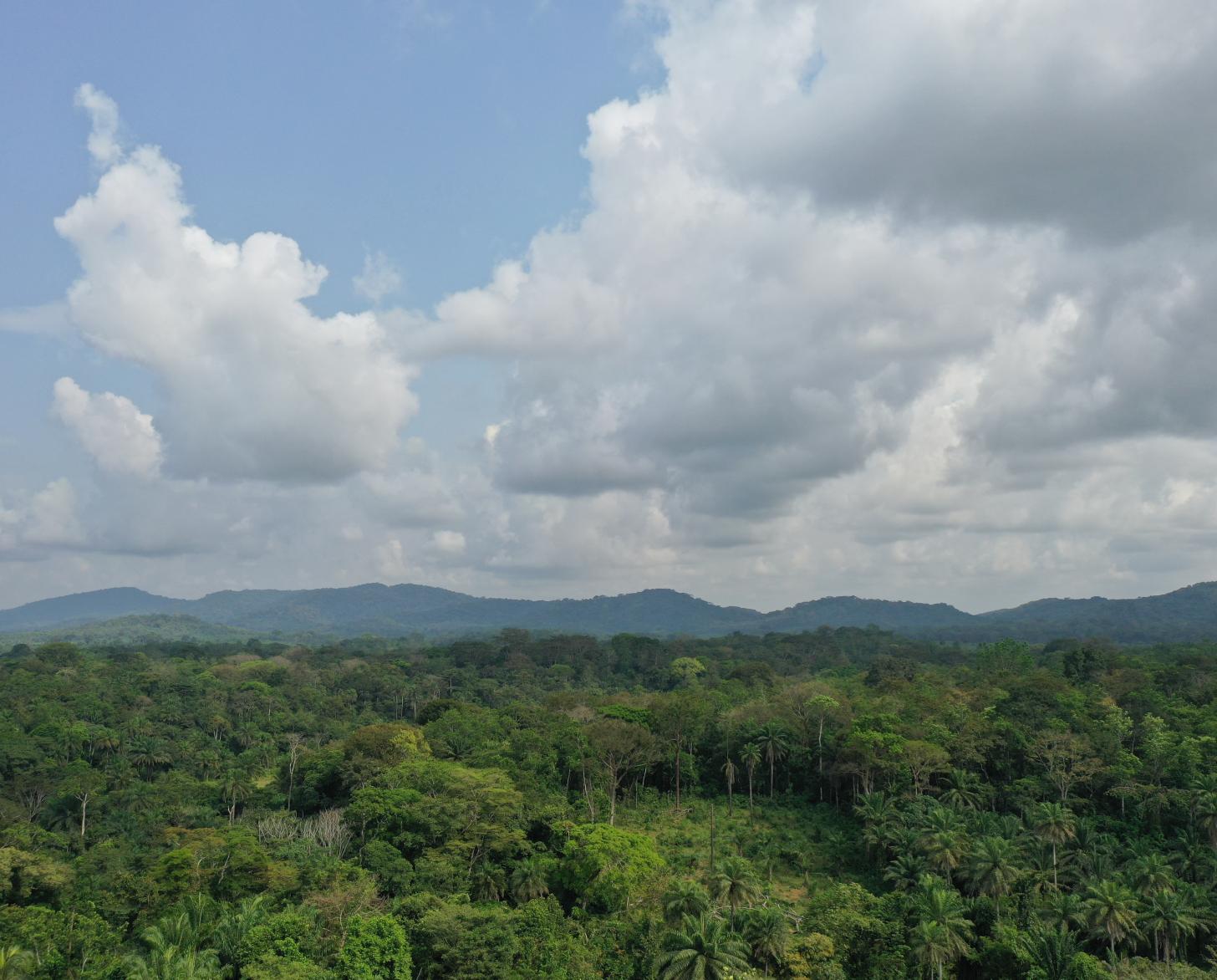 تكثر المخاوف من اختفاء المساحات الخضراء الجميلة في منطقة شبه الجزيرة المتاخمة فريتاون قريبًا بسبب التحضر، وإنتاج الحطب والفحم الخشبي، واستغلال المحاجر وغيرها من الآثار.