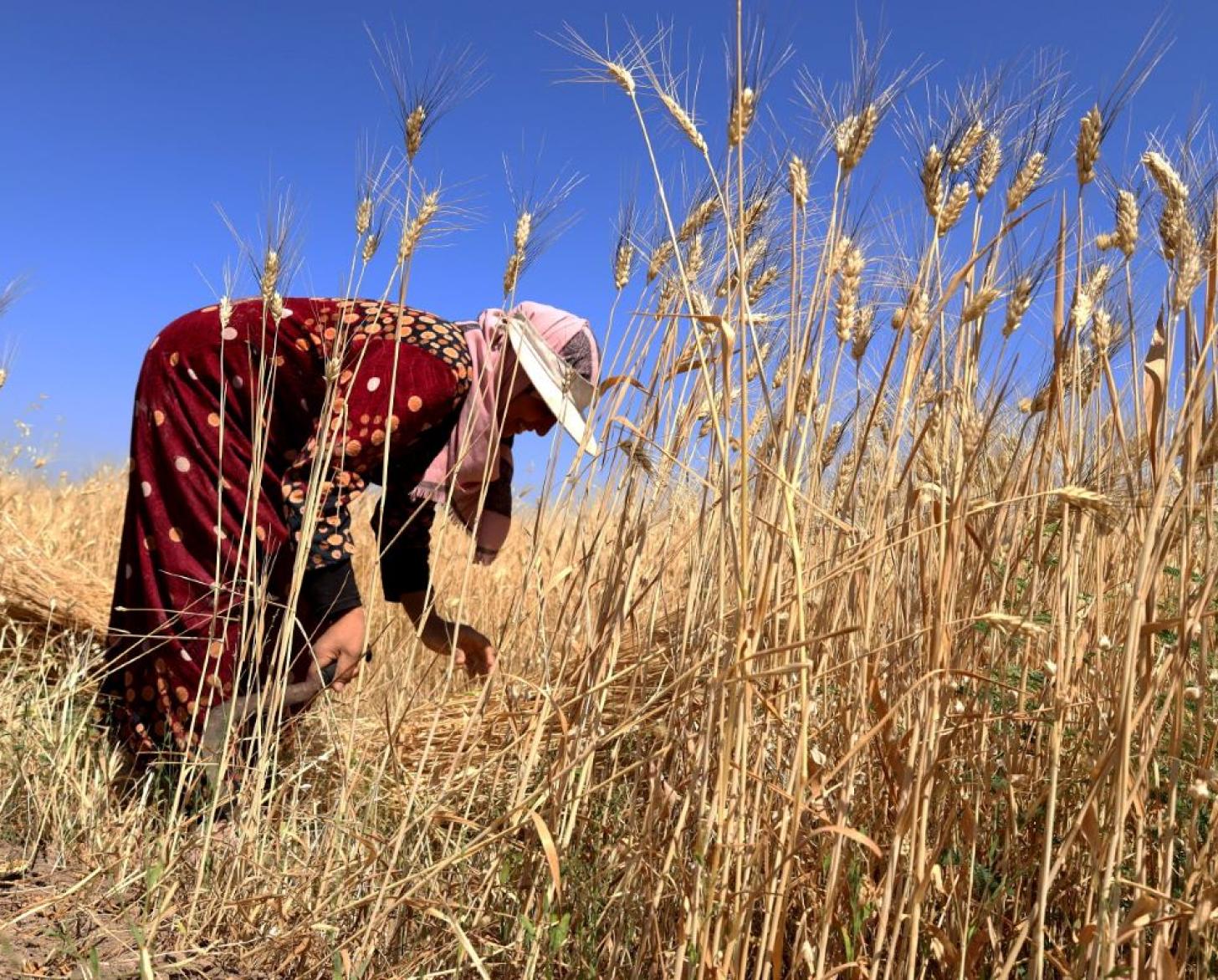person in red robes bends down to attend to crop of wheat 