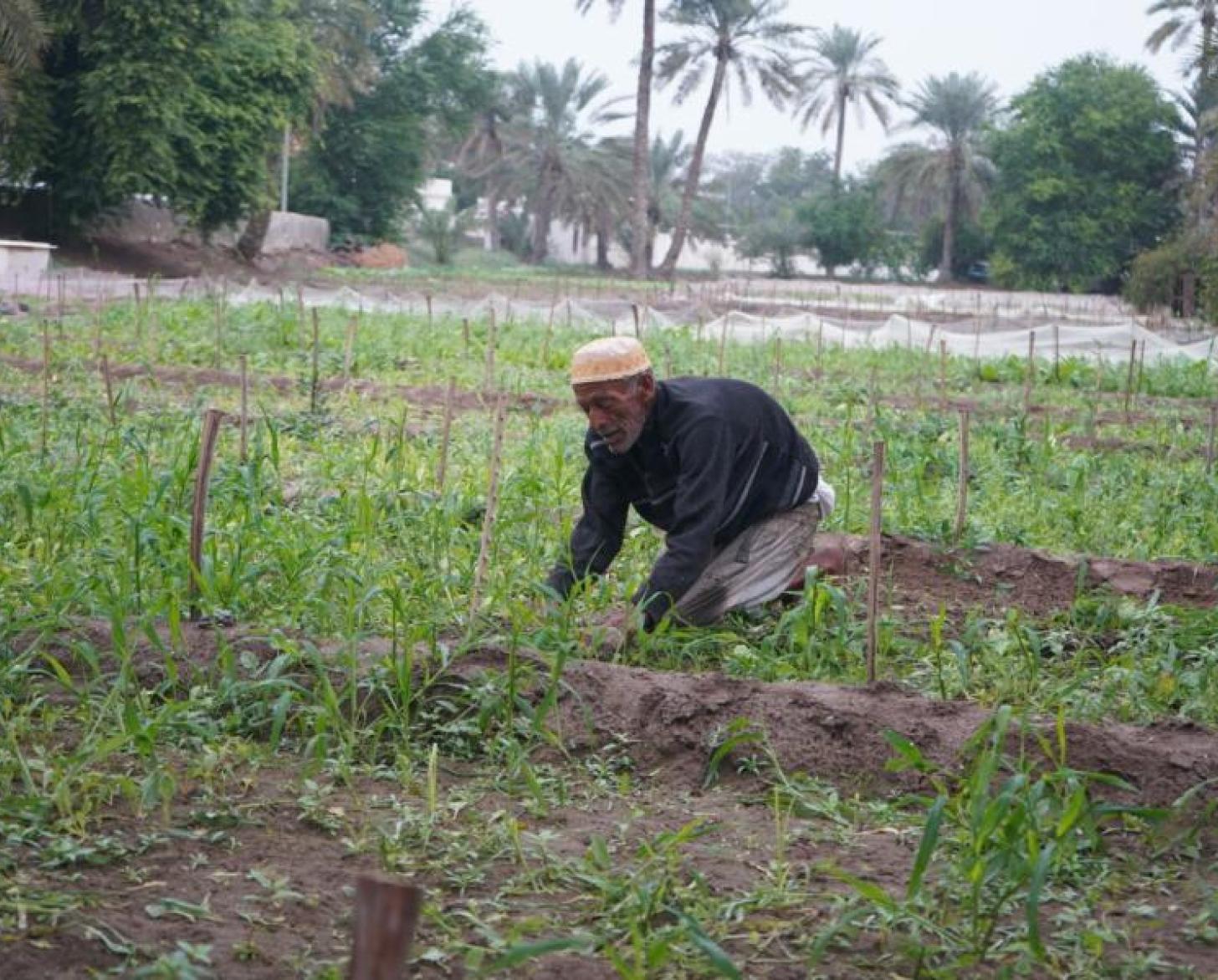  عنوان الصورة: Abdullah bin Khamis at the farm. صورة: © UNIC Manama