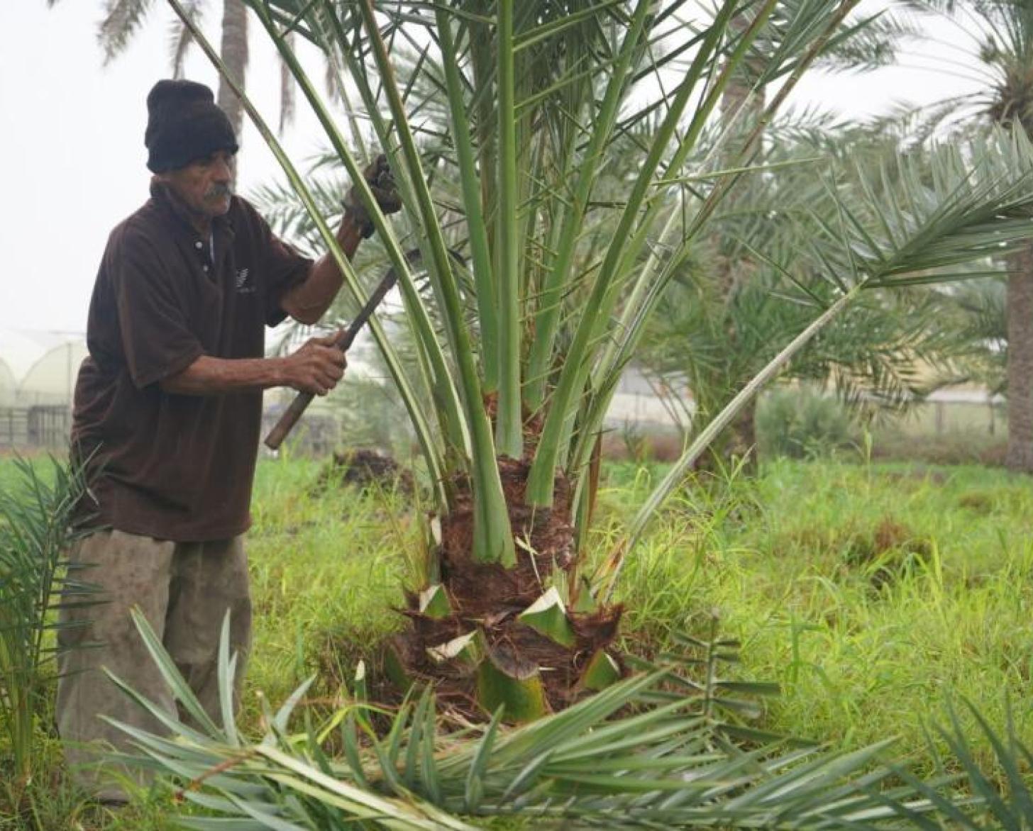  عنوان الصورة: Jamil bin Khamis at work. صورة: © UNIC Manama