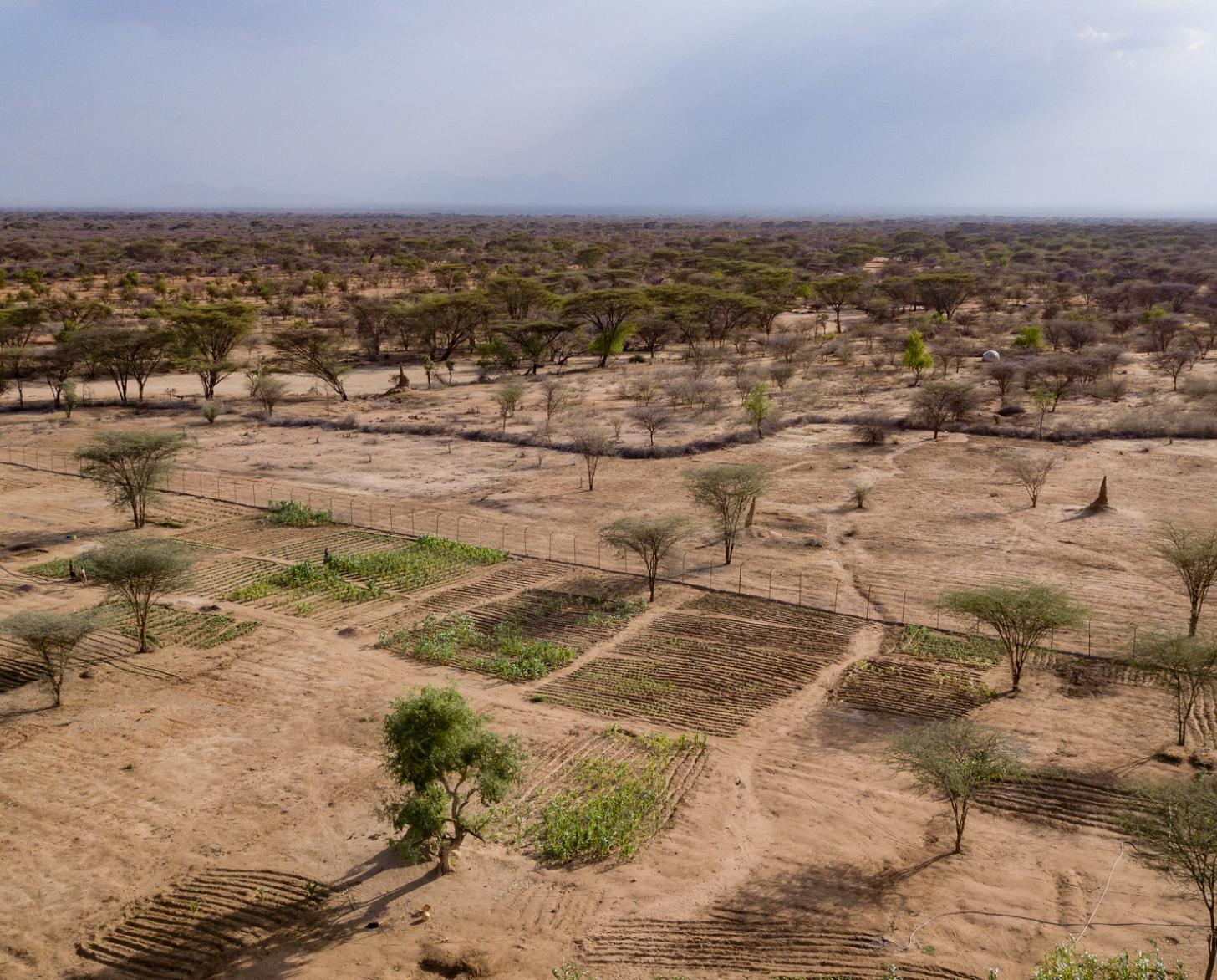 Farms surrounded by arid lands in Kangirega Village, Turkana County, Kenya 
