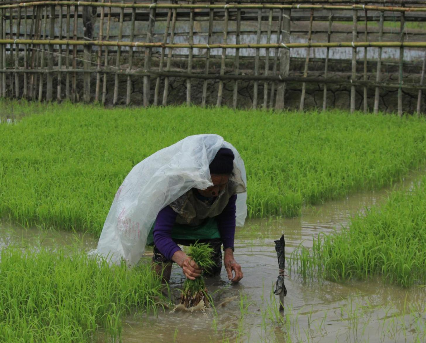 A woman picks rice on a rice field.