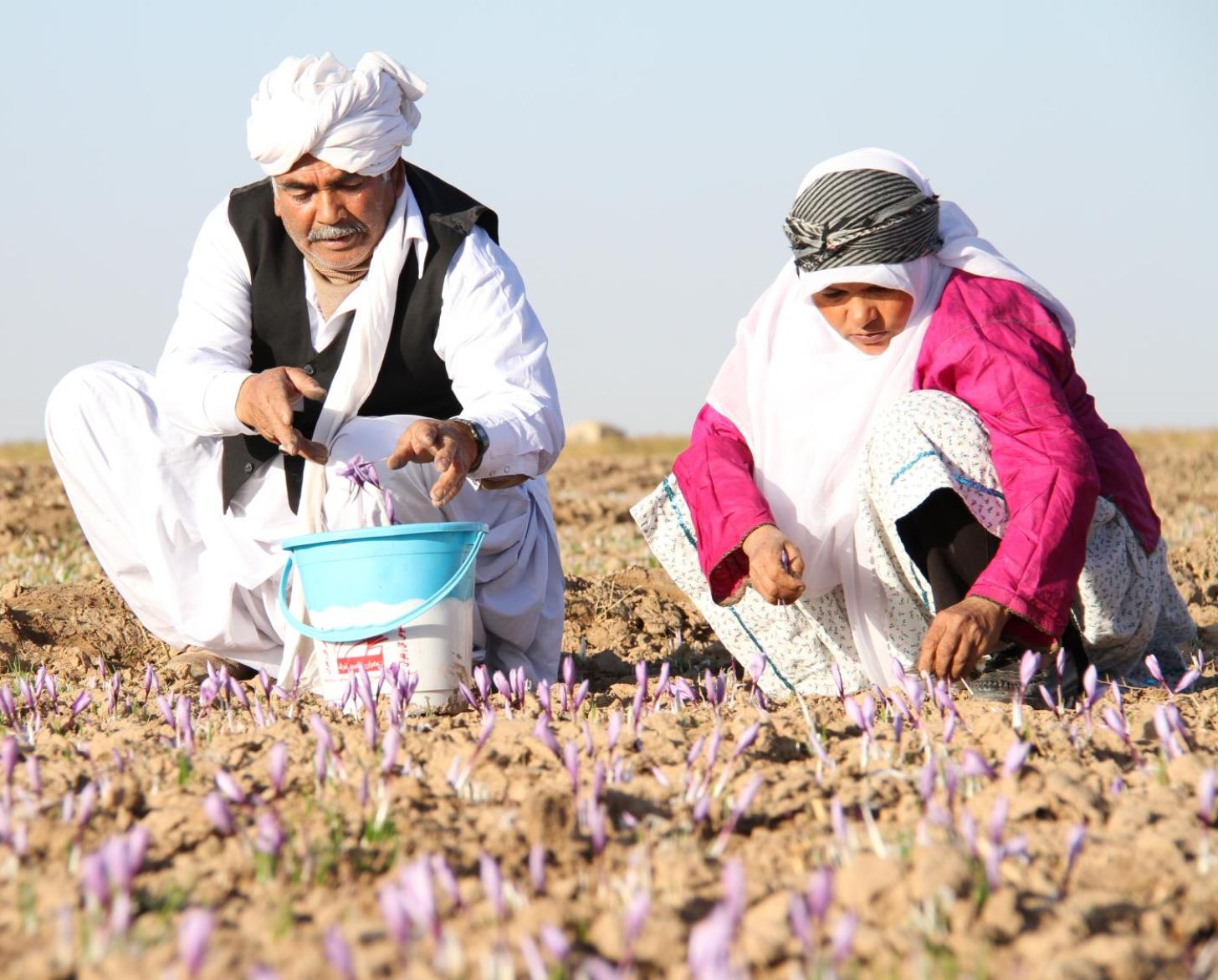 Two people in a field attending to their crops