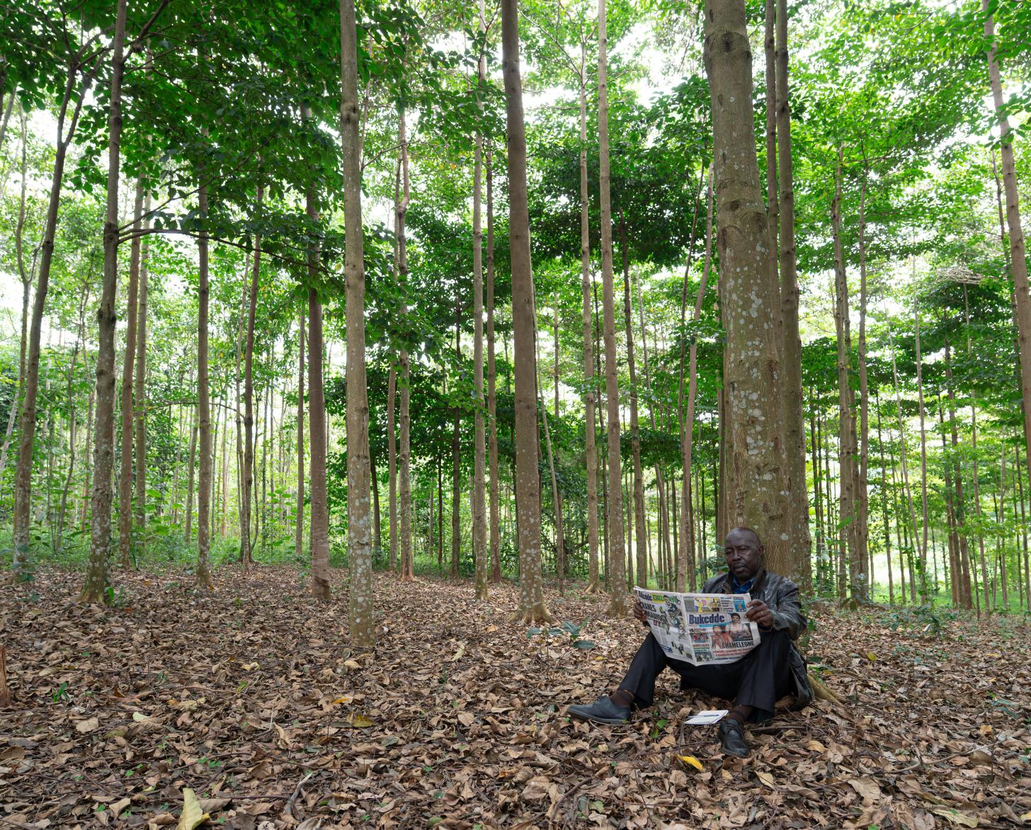 A man reads a newspaper under a tree in a shaded forest