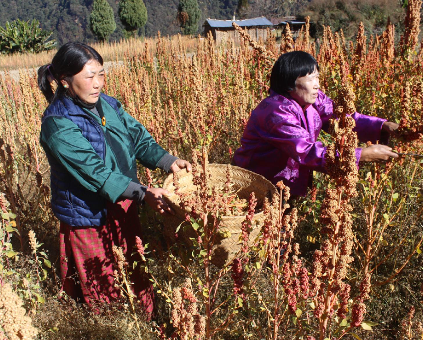 Two women in traditional attire harvest crops by hand in a field of quinoa.