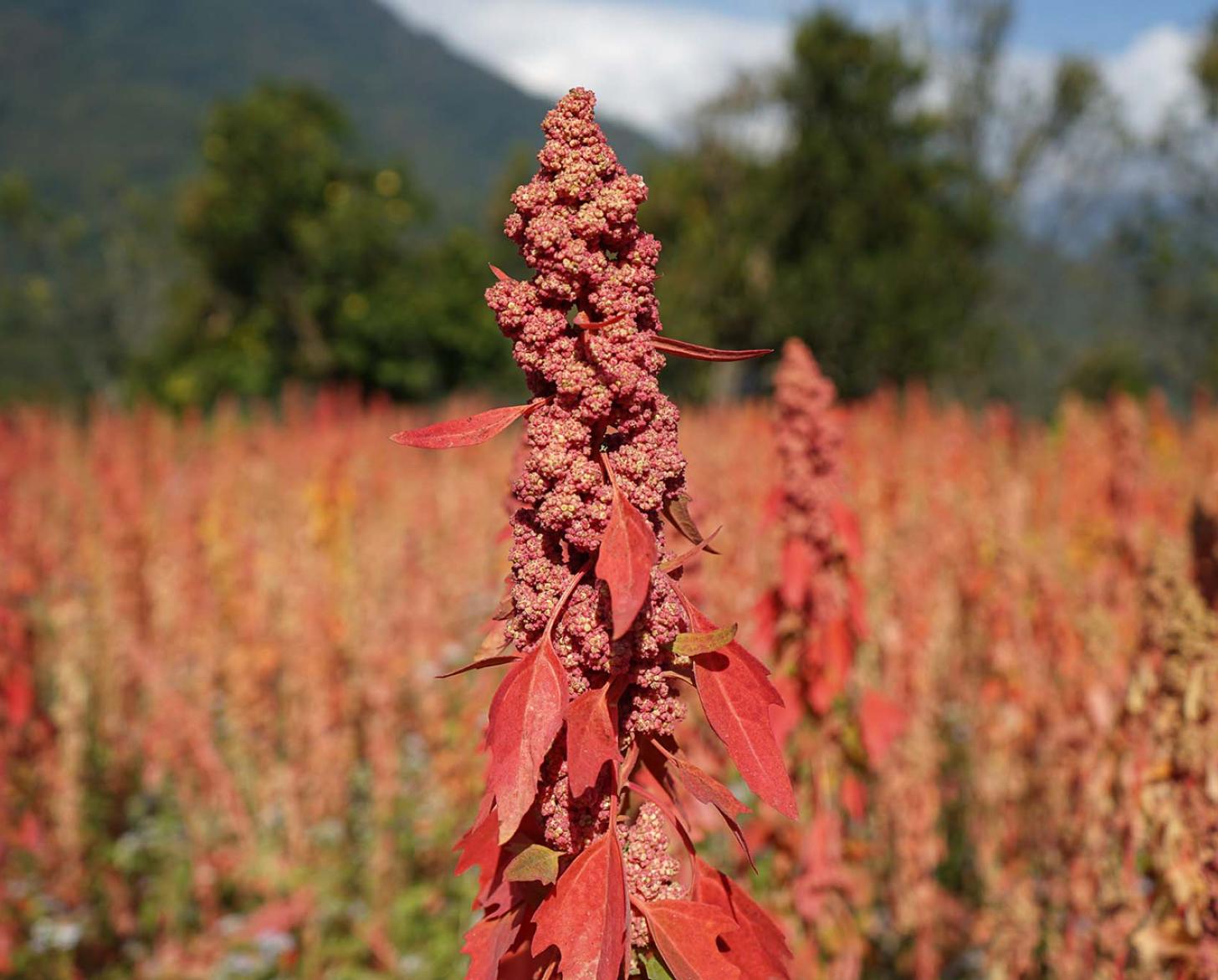 Close-up of a red quinoa plant with clusters of seeds and leaves. 