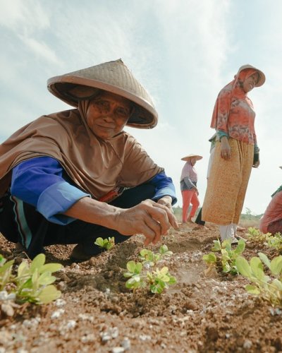 A man picking weeds in a field.
