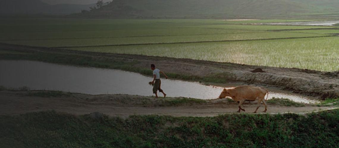 A farmer with a cow near Pyongyang, Democratic Republic of Korea.
