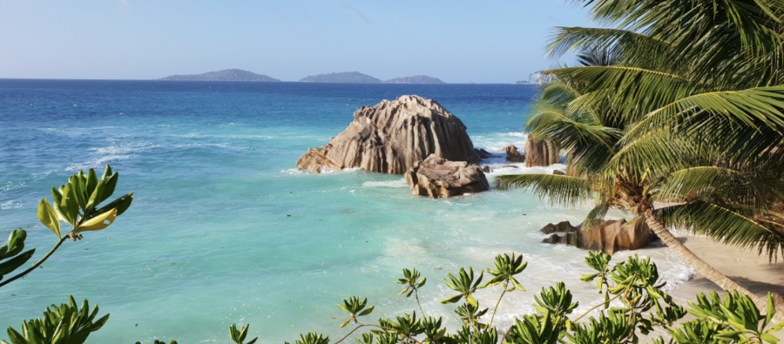 A landscape view of a beach with palm trees and blue/green water.