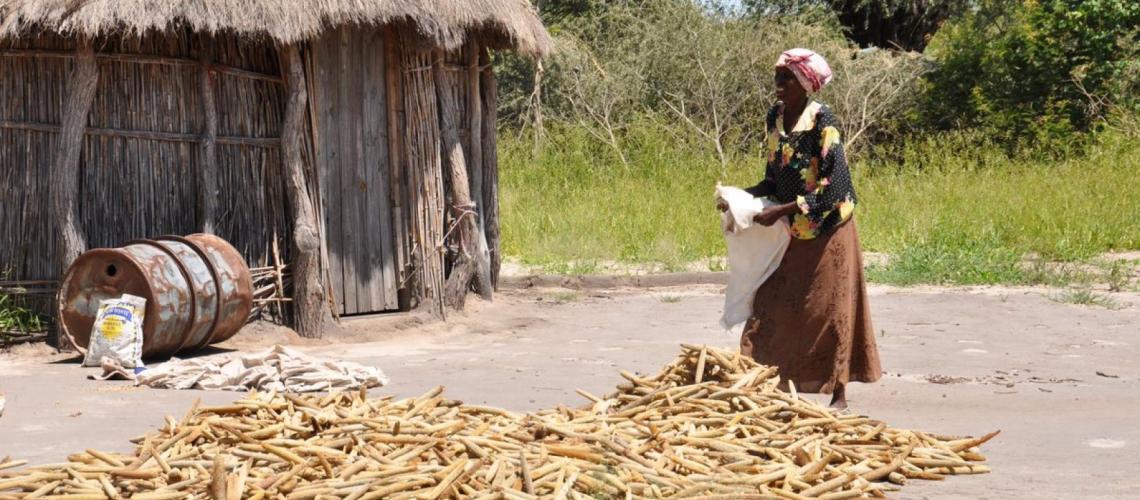 A woman collects food in a white bag near a wooden hut. 