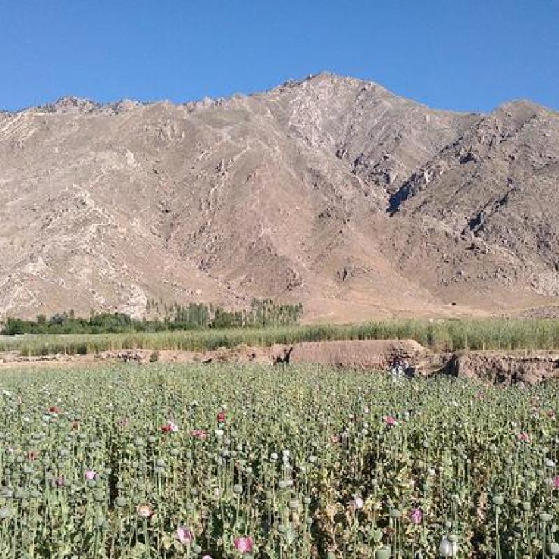 Маковое поле на фоне гор