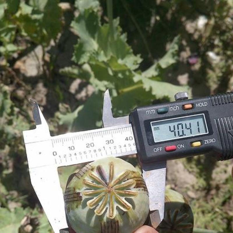 Рука человека, измряющая размер маковой коробочки с помощью прибора